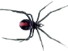 Redback spider.jpg
